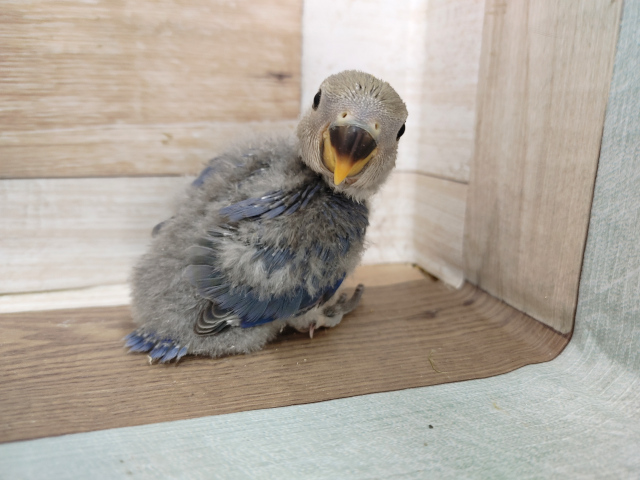 コザクラインコ（小桜インコ）