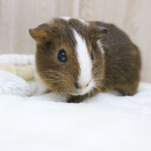 ムッチリボディ☆イングリッシュモルモット・男の子！