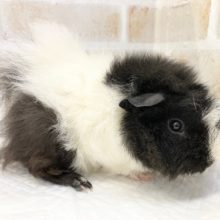 なでなでできます！白黒なテッセルモルモット　男の子