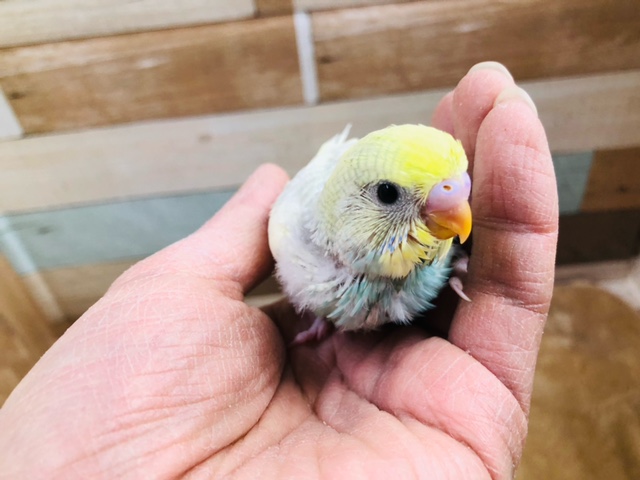 セキセイインコ