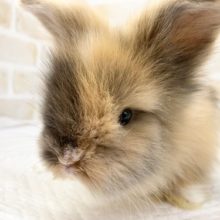 ふわふわ三毛さん！ライオンラビット（トーティ）