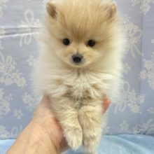ヤンチャ代表☆ポメラニアン（クリーム）男の子　2022年1月23日生まれ
