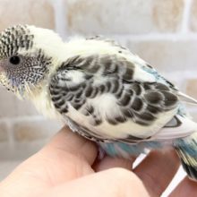 黒い模様多め！セキセイインコ（４色ハルクイン）