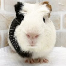 最新画像！成長しました！クレステッドモルモット　男の子