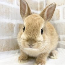 人気の食パン！？カラー！ネザーランドドワーフ（オレンジ）