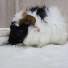 くせっ毛美人☆アビシニアンモルモット・女の子！