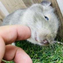 最新画像有り☆可愛すぎてメロメロです☆デグーのブルーカラー！