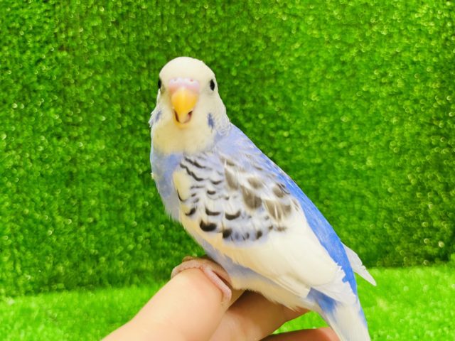 好奇心旺盛なセキセイインコ(パイド)さんいます♡♡