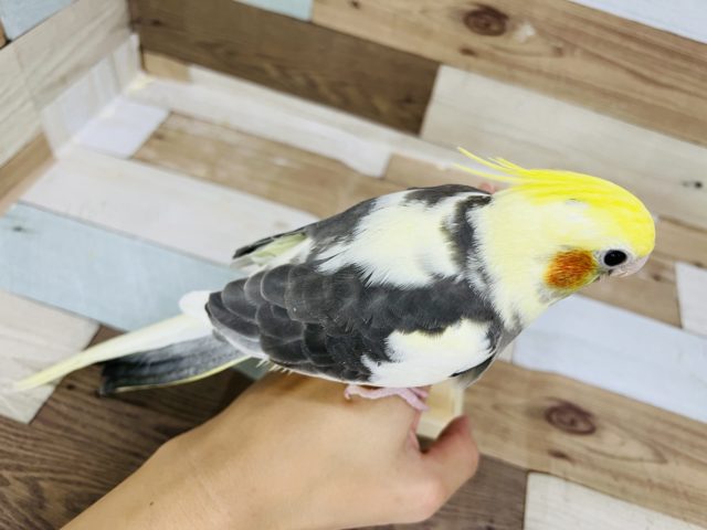 オカメインコ