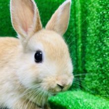 定番人気カラー💫ネザーランドドワーフ(女の子)