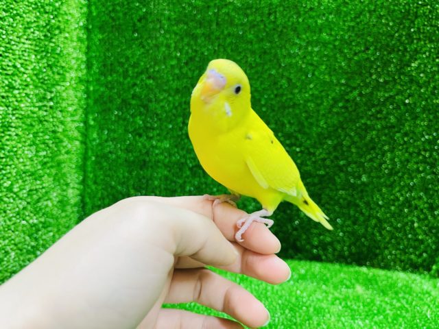 セキセイインコ