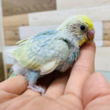 淡いカラーの定番人気♪よく動き回るセキセイインコ(パステルレインボー)さん☆