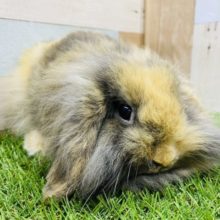 最新画像有り！モフモフすぎて目が見えない？おっとりなロップイヤーラビットやって来ました〜
