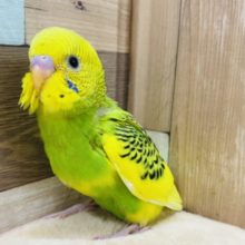 鮮やかなカラーのセキセイインコ☆パイドカラーやって来ました！