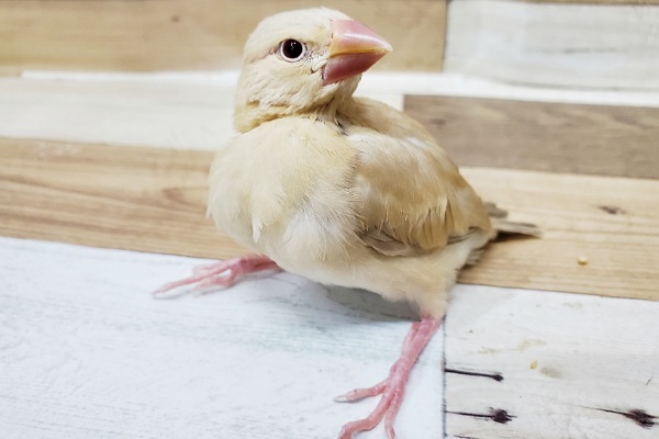 大人気！！シナモン文鳥さん仲間入り～