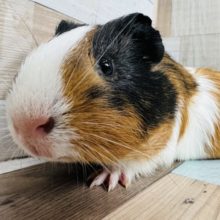 つるっと短毛モルモットさん☆