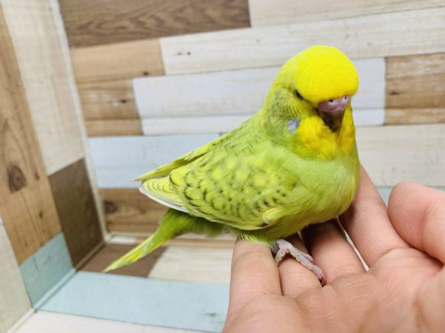 セキセイインコ