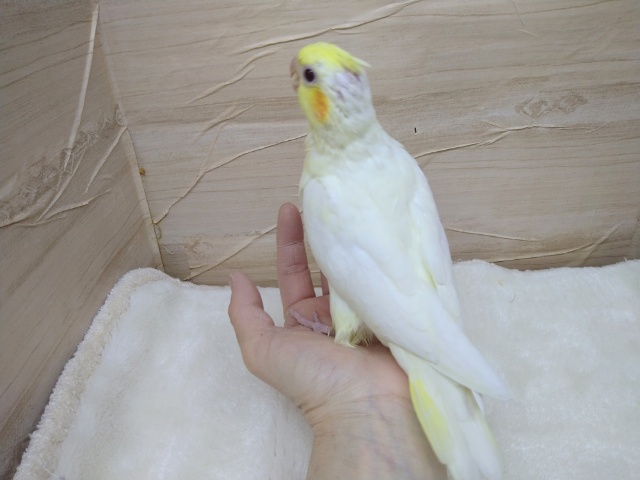 オカメインコ