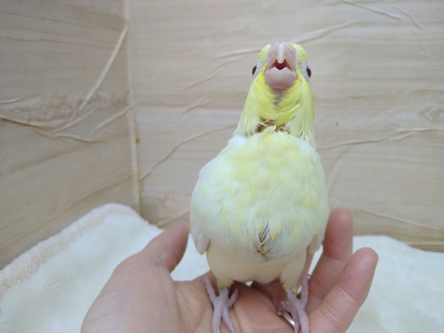 オカメインコ