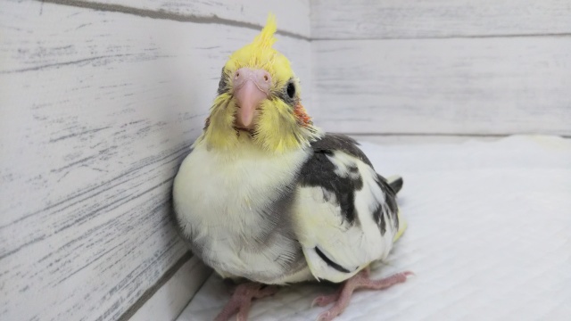 オカメインコ