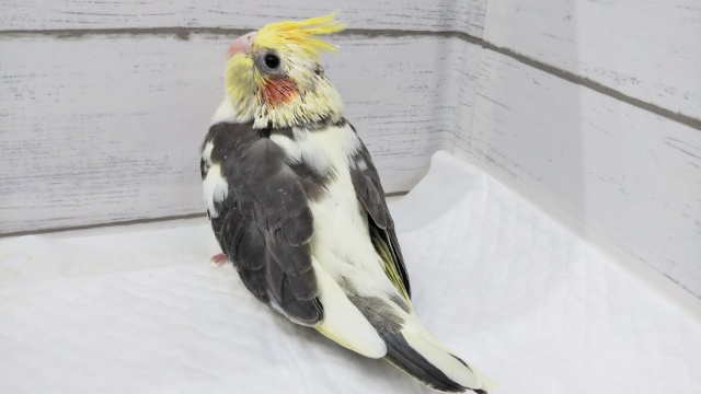 オカメインコ