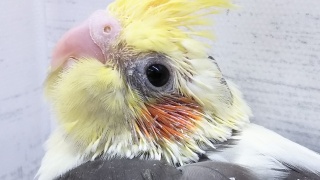 背中のラインが特徴的🍊 オカメインコ(パイド)