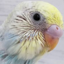 魅力的な空色と黄色🌈 セキセイインコ(パステルレインボー)
