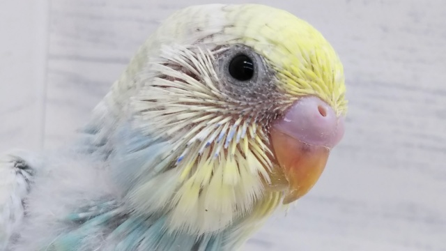 魅力的な空色と黄色🌈 セキセイインコ(パステルレインボー)