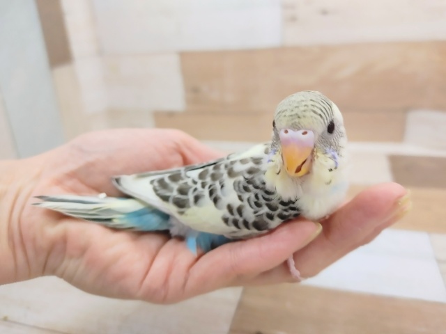 セキセイインコ(4色ハルクイン)のヒナ入荷いたしました〜❤