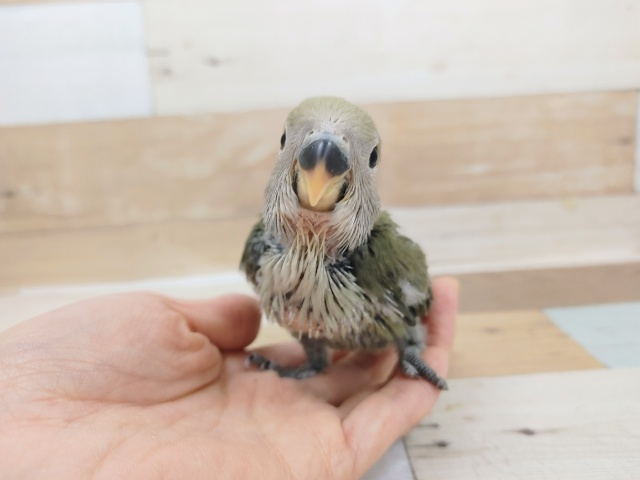 コザクラインコさん(オリーブ)入荷しました〜❤