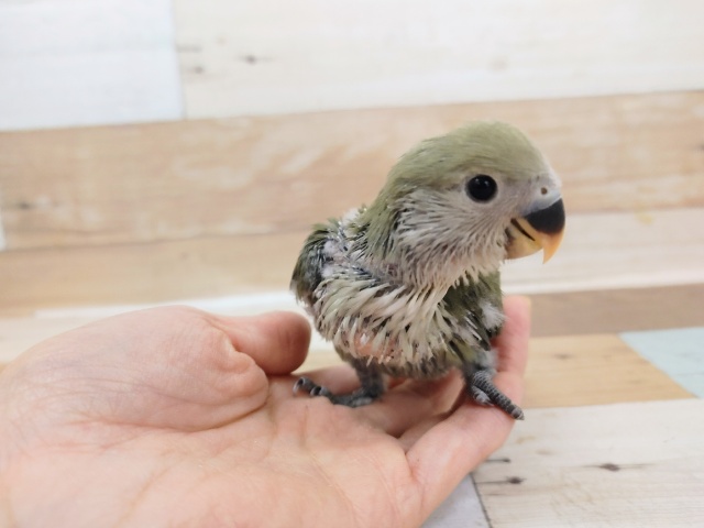 コザクラインコ（小桜インコ）