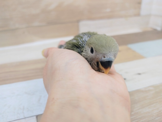 コザクラインコ（小桜インコ）