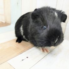 モルモットの女の子❤入荷しました〜✨