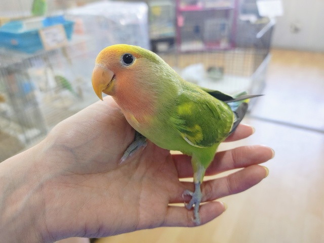 コザクラインコ（小桜インコ）