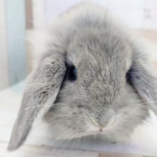 新入りさん✨ロップイヤー入荷しました〜❤