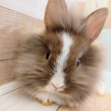 ライオンラビットさん入荷しました〜❤