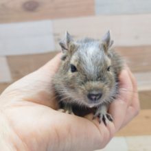 デグー(パイド)の男の子入荷しました〜❤