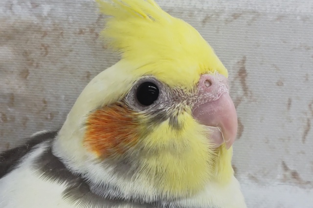 オレンジほっぺにメロメロ〜👑　オカメインコ(パイド)