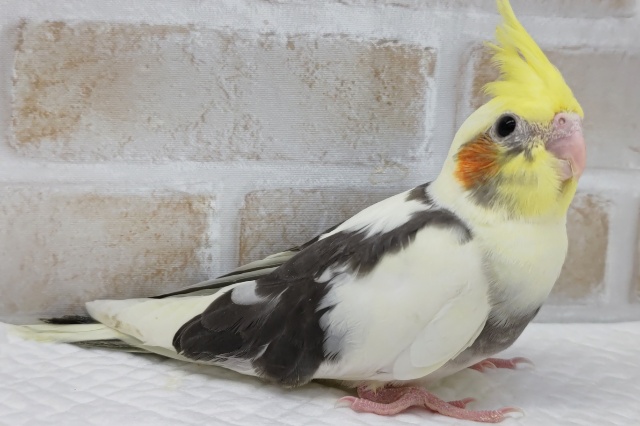 オカメインコ