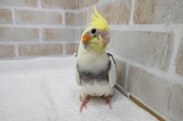 オカメインコ