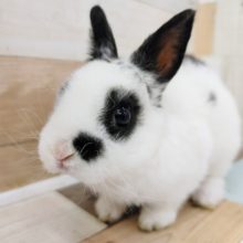 ごましおカラー❤ミニレッキスさん入荷しました〜❤