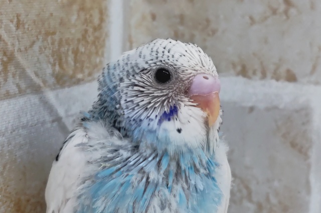 背中の黒い斑点〜🦜　セキセイインコ(パイド)