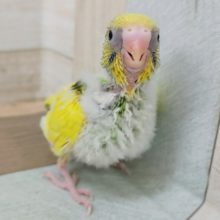 セキセイインコさん(パイド)入荷しました〜❤