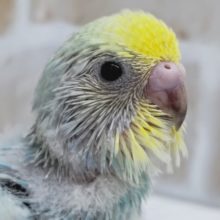 たまらない美しさ🌈　セキセイインコ(パステルレインボーパイド)