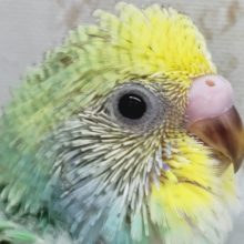 思わず見とれるカラー💚　セキセイインコ(パステルレインボー)