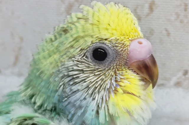 思わず見とれるカラー💚　セキセイインコ(パステルレインボー)