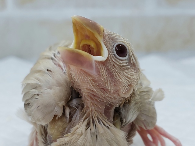 人気のシナモン文鳥入荷です！