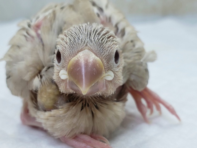 シナモン文鳥