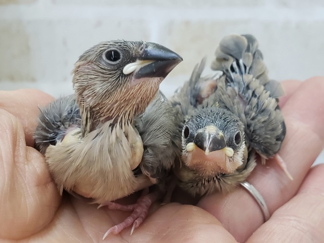 あと１羽！人気の桜文鳥入荷です！