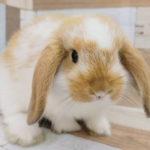 優しい色合い♥ロップイヤーラビットさん(ブロークンオレンジ)入荷しました♥